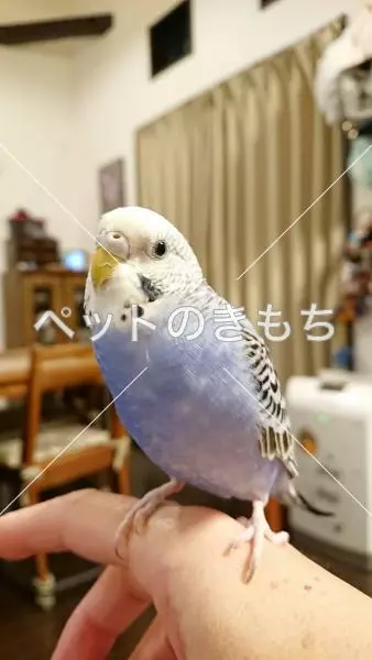 迷子鳥の画像