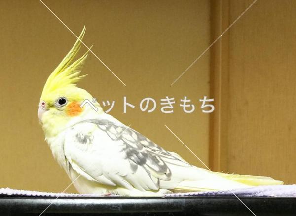 迷子鳥の画像