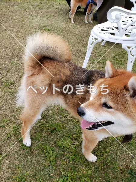 迷子犬の画像