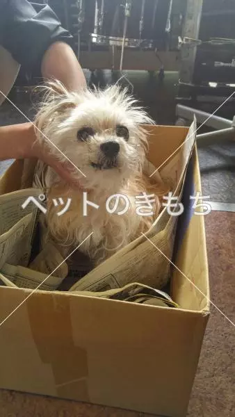 保護犬の画像