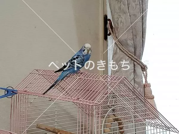 迷子鳥の画像