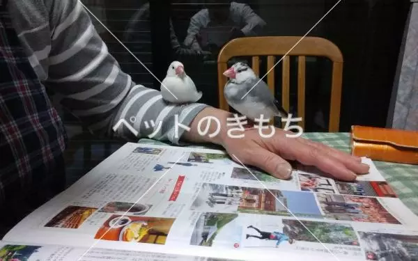 コメント投稿の画像