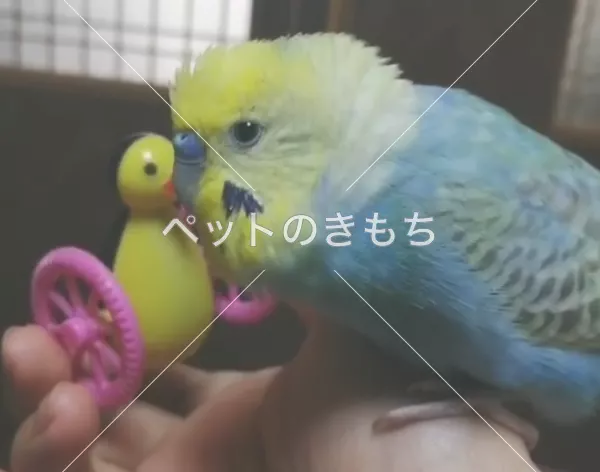 迷子鳥の画像