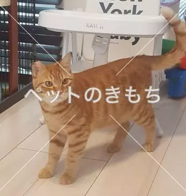 迷子猫の画像