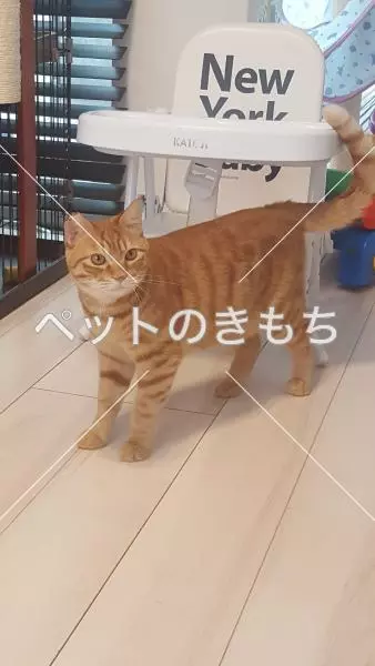 迷子猫の画像
