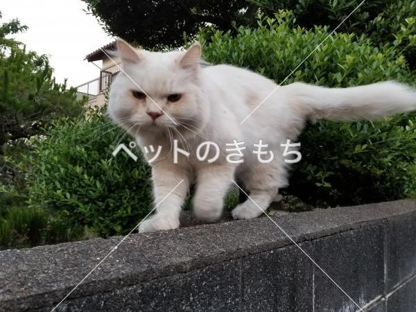 迷い猫の写真