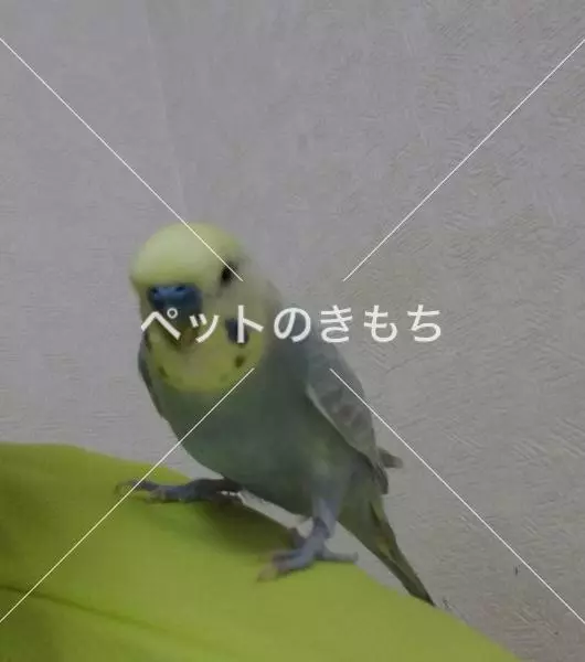 迷子鳥の画像