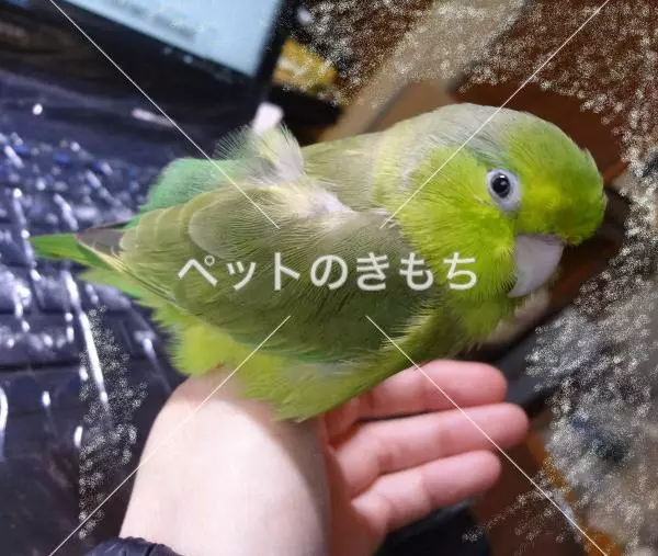 迷子鳥の画像