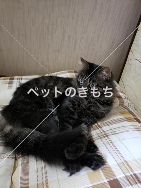 迷い猫の写真