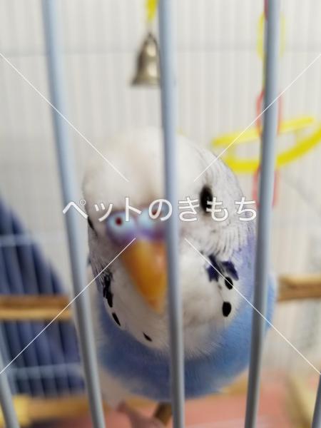 迷子鳥の画像