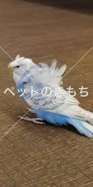 保護鳥の画像