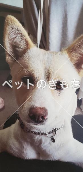 迷子犬の画像