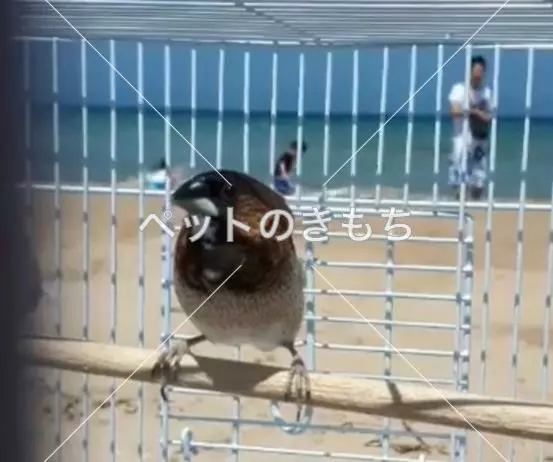 迷子鳥の画像