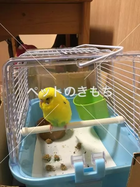 保護鳥の画像