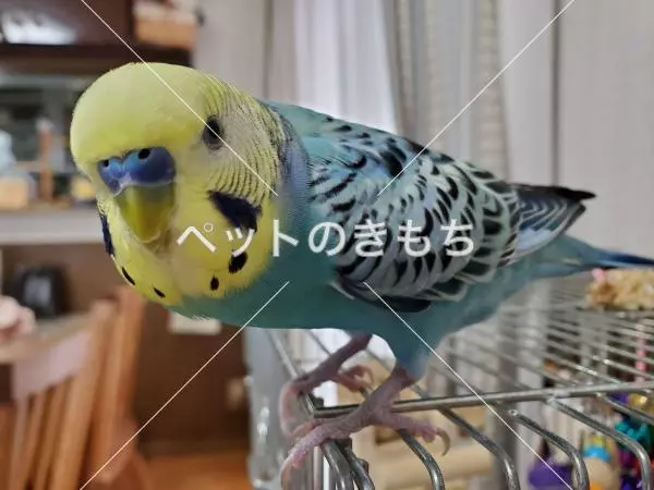 迷子鳥の画像