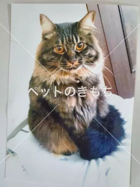 迷子猫の画像
