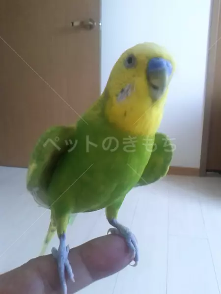 迷子鳥の画像