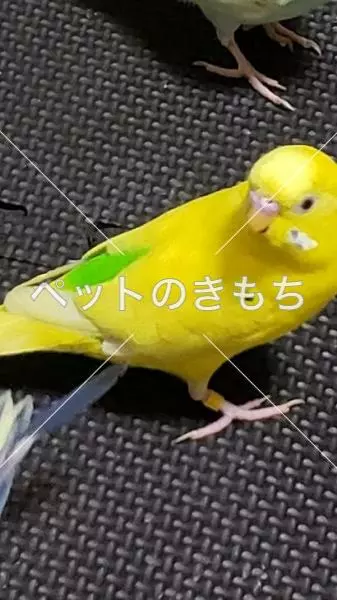 迷子鳥の画像