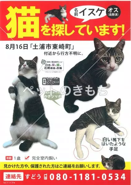 迷子猫の画像