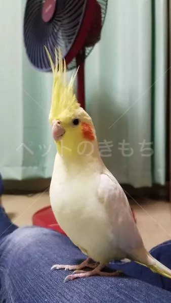 迷子鳥の画像