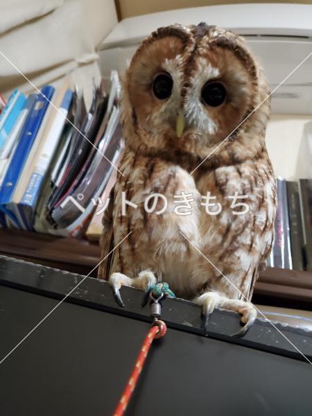 迷い鳥の写真