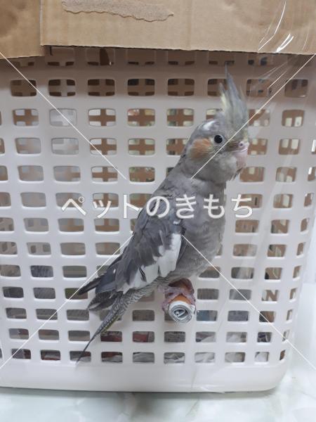 保護鳥の写真