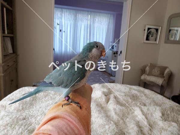 迷い鳥の写真