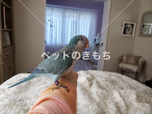 迷子鳥の画像