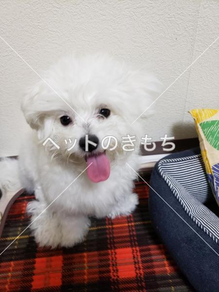 迷い犬の写真