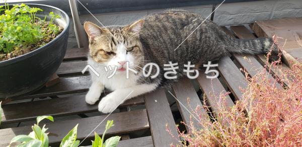 迷い猫の写真