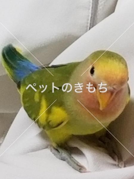 迷い鳥の写真