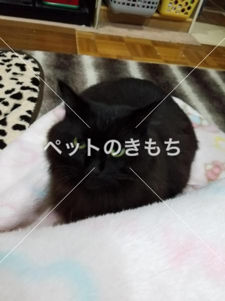 迷い猫の写真
