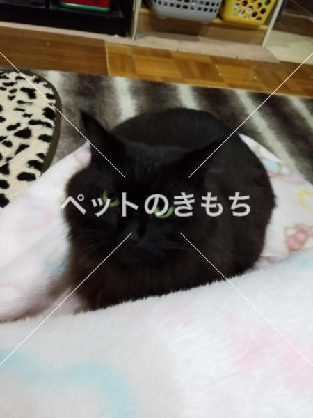 迷子猫の画像