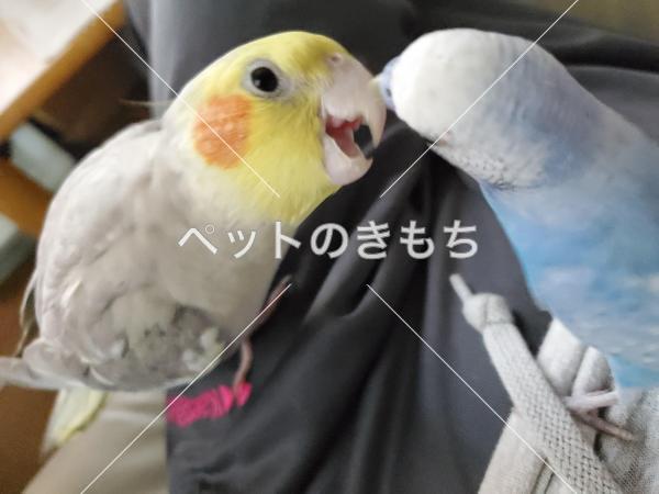 迷い鳥の写真