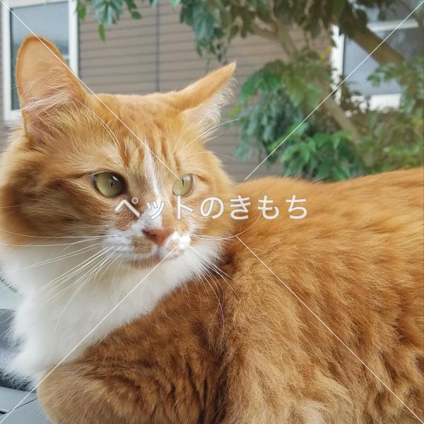 迷い猫の写真