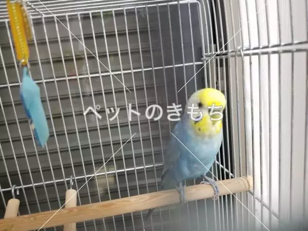 迷子鳥の画像