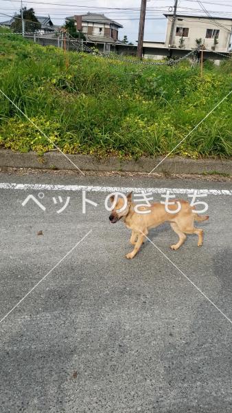 迷い犬の写真