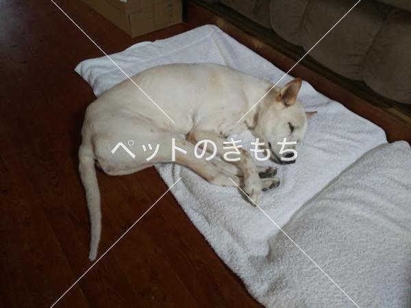 迷い犬の写真