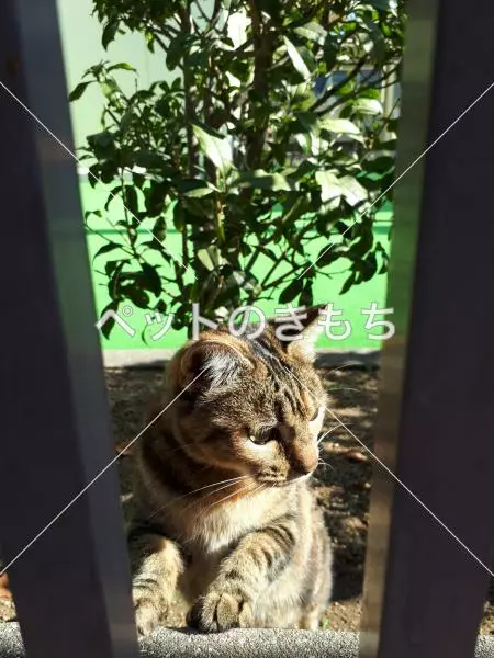 コメント投稿の画像