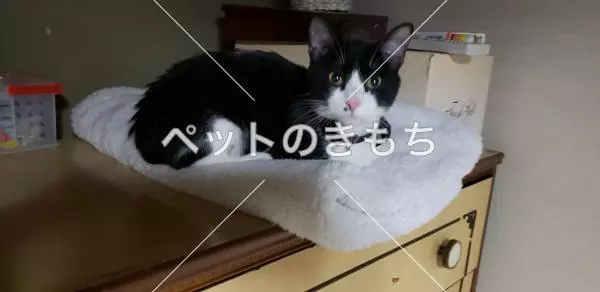 迷子猫の画像