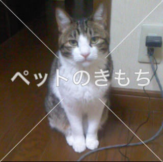 迷い猫の写真