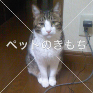 迷子猫の画像