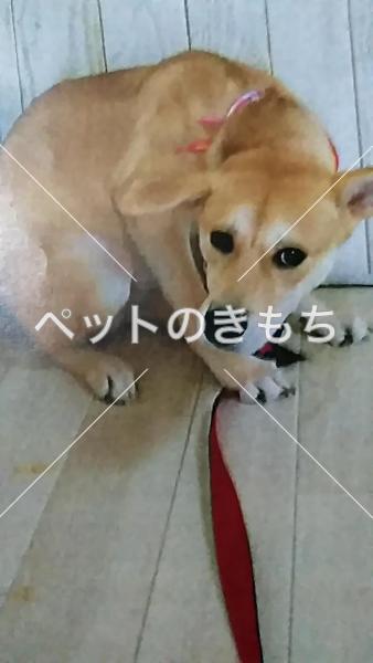 迷い犬の写真