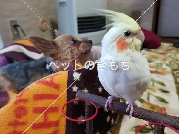 迷子鳥の画像