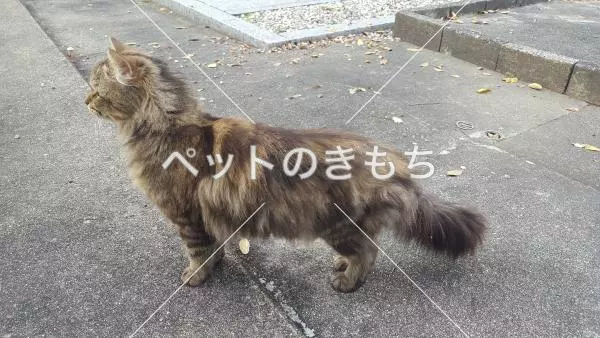 コメント投稿の画像