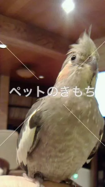 迷子鳥の画像
