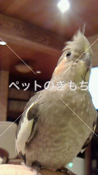 迷い鳥の写真