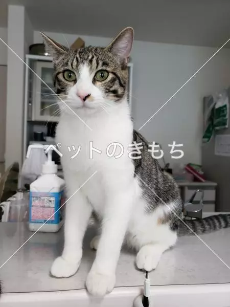 迷子猫の画像
