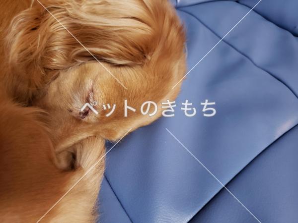 迷子犬の画像