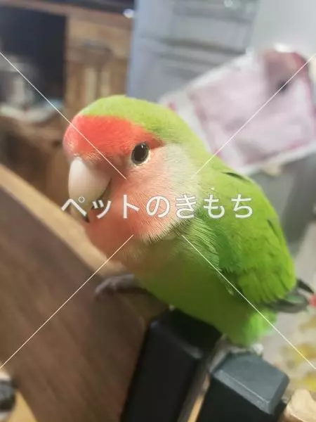 コメント投稿の画像